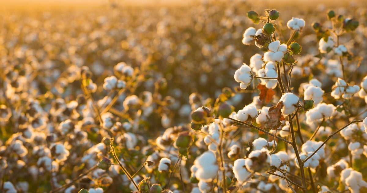 The future of sustainable cotton wear – Better Cotton Initiative